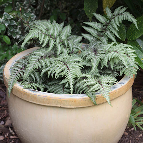 Colourful Hardy Fern Collection Colourful Hardy Fern Collection