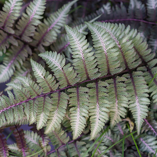 Colourful Hardy Fern Collection Colourful Hardy Fern Collection