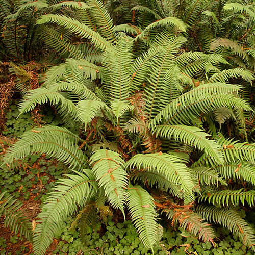Colourful Hardy Fern Collection Colourful Hardy Fern Collection