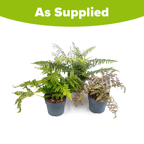 Colourful Hardy Fern Collection Colourful Hardy Fern Collection