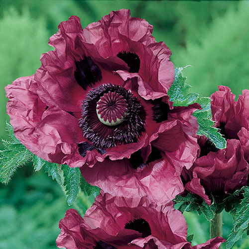 Perfect Poppy Papaver Collection