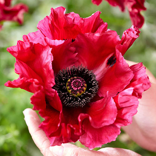 Perfect Poppy Papaver Collection