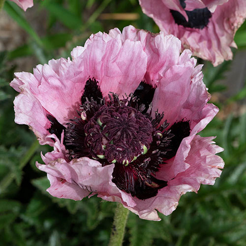 Perfect Poppy Papaver Collection