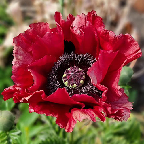 Perfect Poppy Papaver Collection