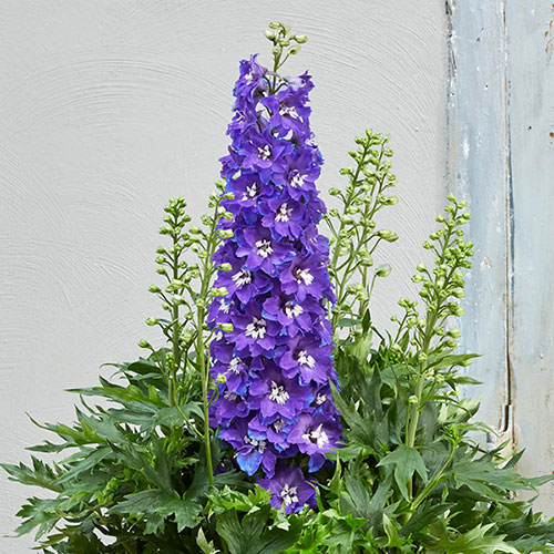 Delphinium Delgenius Glitzy