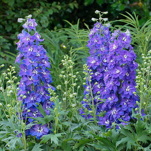 Delphinium Delgenius Glitzy