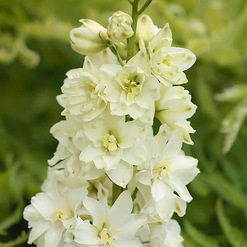Delphinium Delgenius Neva