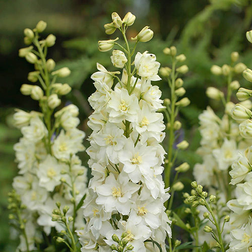 Delphinium Delgenius Neva