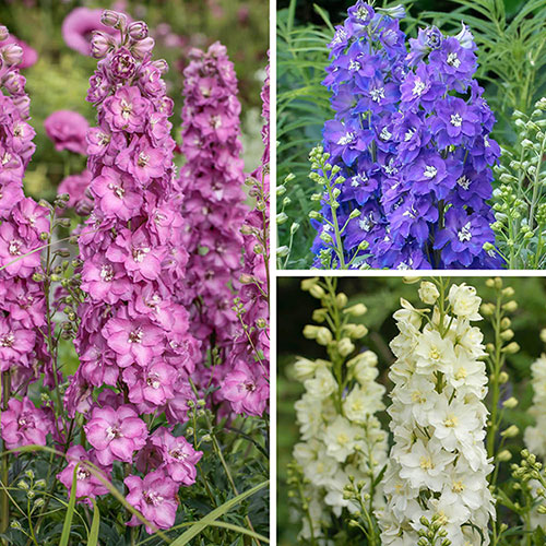 Delphinium Delgenius Collection