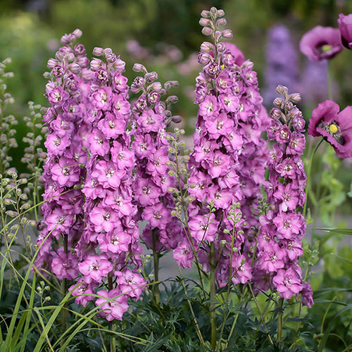 Delphinium Delgenius Collection