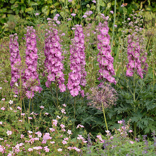 Delphinium Delgenius Collection