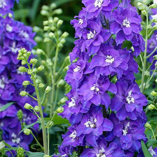 Delphinium Delgenius Collection