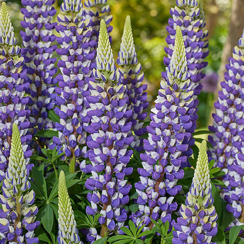 Lupin Lupinova Cierra Lupin Lupinova Cierra