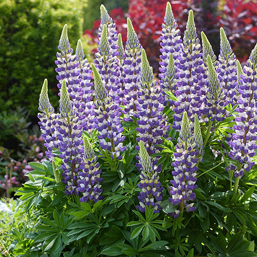 Lupin Lupinova Cierra Lupin Lupinova Cierra