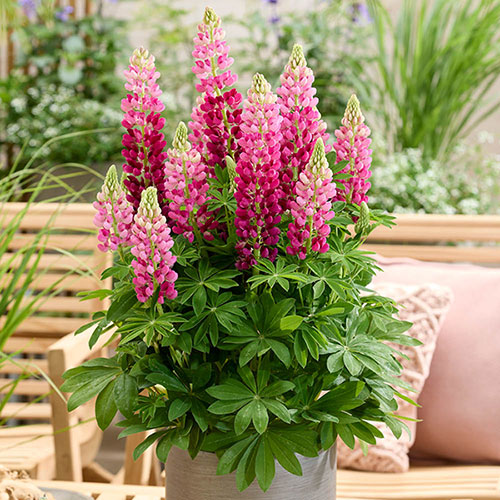 Lupin Lupinova Cutie