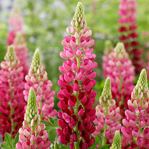 Lupin Lupinova Cutie