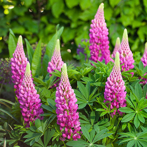 Lupin Lupinova Cutie