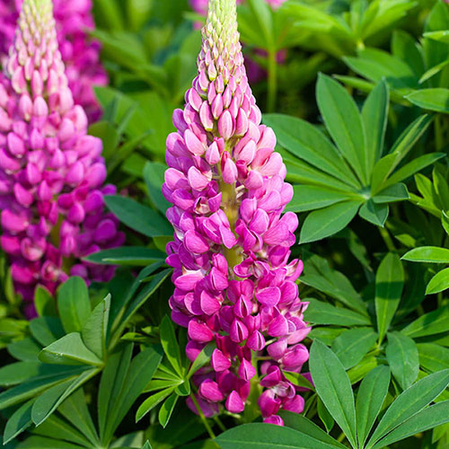 Lupin Lupinova Cutie