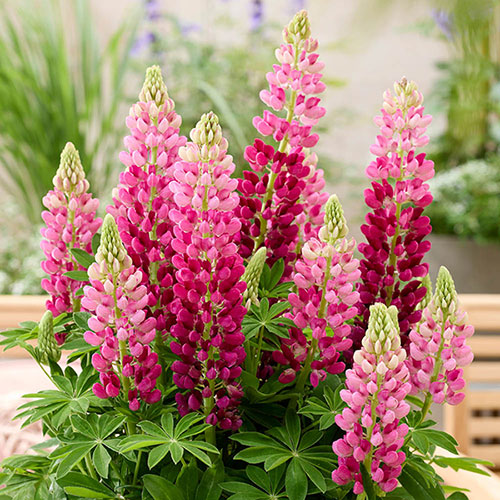 Lupin Lupinova Cutie