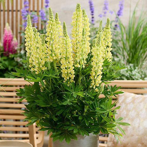 Lupin Lupinova Lenora Lupin Lupinova Lenora