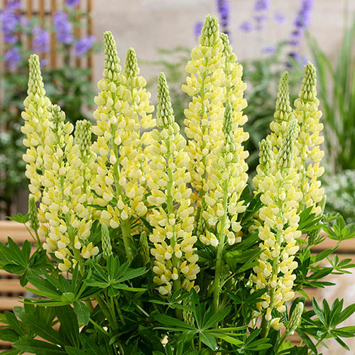 Lupin Lupinova Lenora Lupin Lupinova Lenora