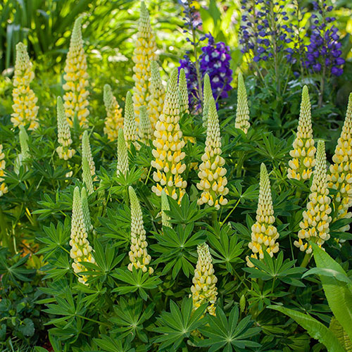 Lupin Lupinova Lenora Lupin Lupinova Lenora