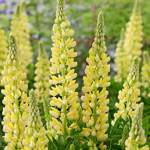 Lupin Lupinova Lenora Lupin Lupinova Lenora