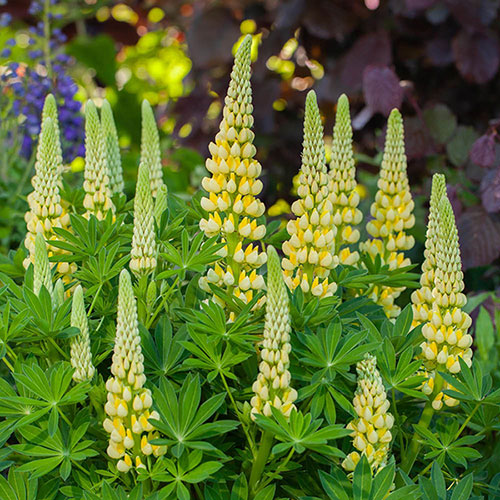 Lupin Lupinova Lenora Lupin Lupinova Lenora