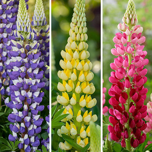 Lupin Lupinova Collection Lupin Lupinova Collection