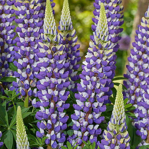 Lupin Lupinova Collection Lupin Lupinova Collection