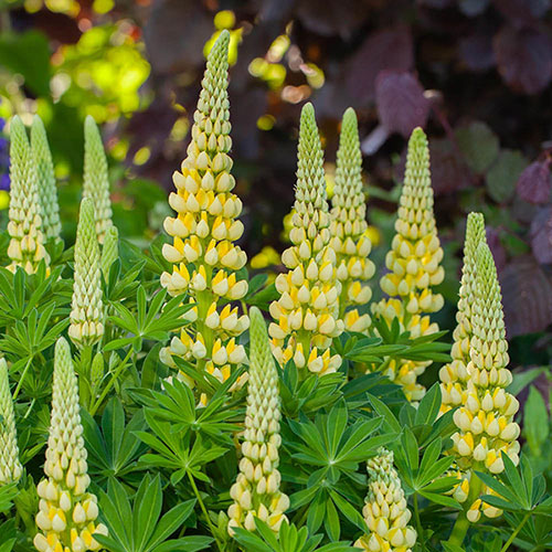 Lupin Lupinova Collection Lupin Lupinova Collection