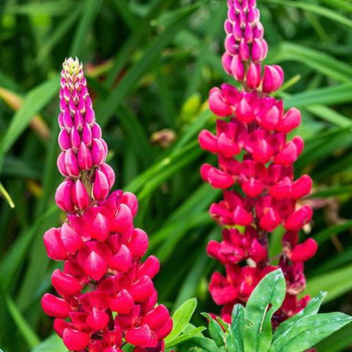 Lupin Beefeater