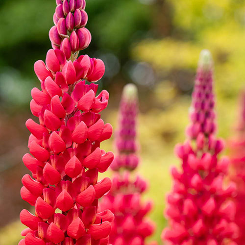 Lupin Beefeater