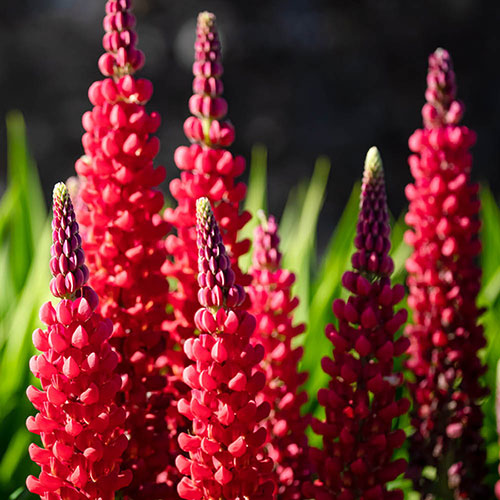 Lupin Beefeater