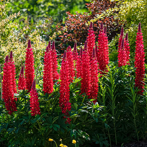 Lupin Beefeater