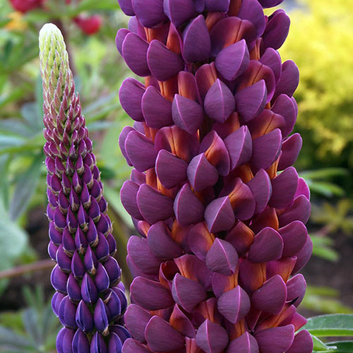 Lupin Masterpiece