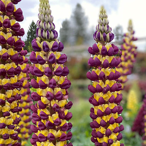 Lupin Manhattan Lights