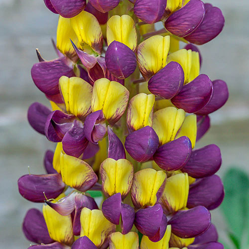 Lupin Manhattan Lights