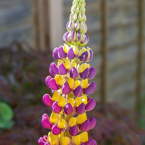 Lupin Manhattan Lights Lupin Manhattan Lights