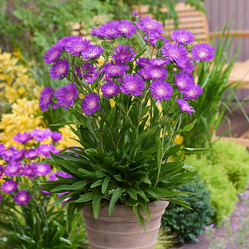 Stokesia Amethyst