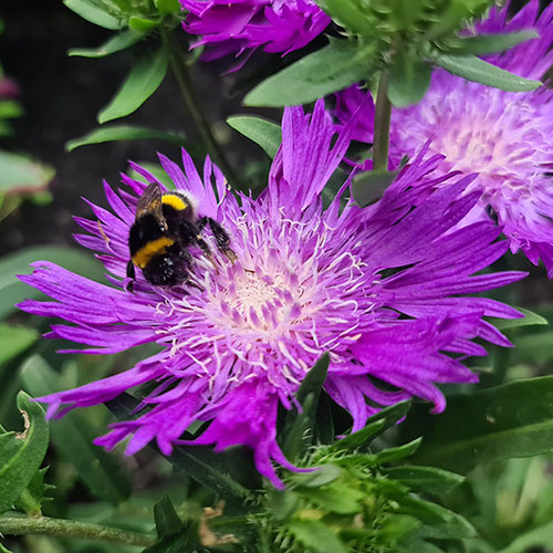Stokesia Amethyst Stokesia Amethyst