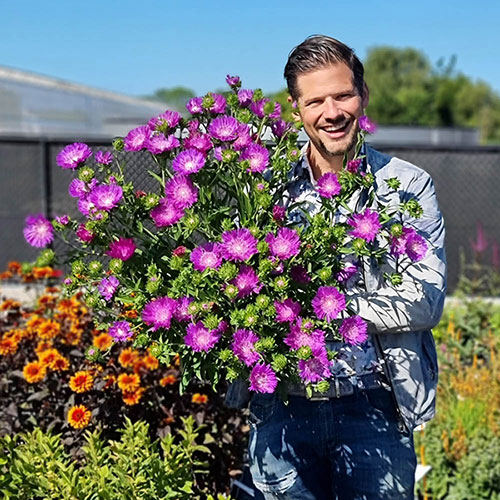 Stokesia Amethyst Stokesia Amethyst