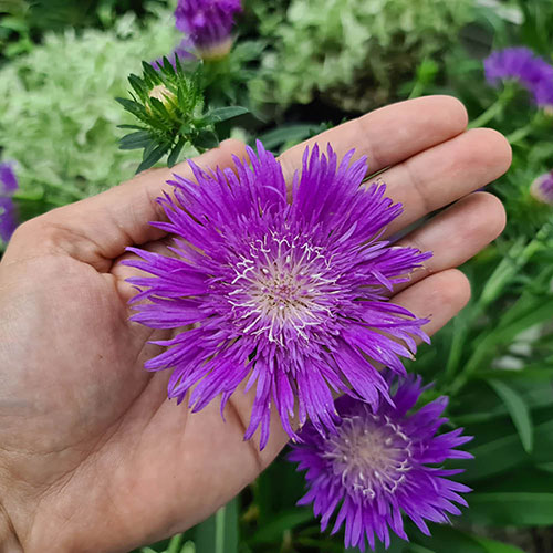 Stokesia Amethyst Stokesia Amethyst