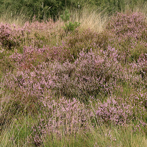 Molinia caerulea Banshee Molinia caerulea Banshee