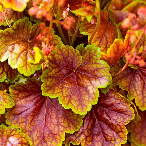 Heuchera Eternal Flame Heuchera Eternal Flame