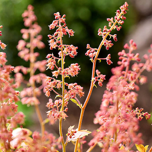 Heuchera Eternal Flame Heuchera Eternal Flame
