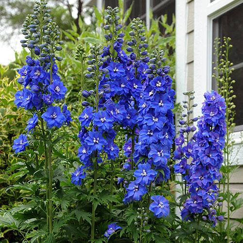 Delphinium Guardian Blue