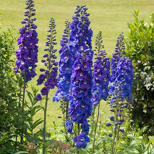 Delphinium Guardian Blue Delphinium Guardian Blue