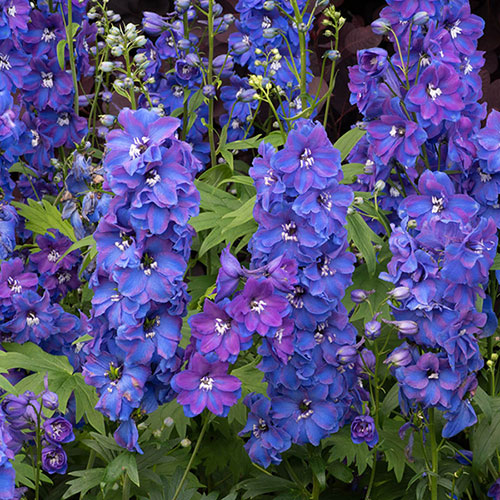 Delphinium Guardian Blue Delphinium Guardian Blue
