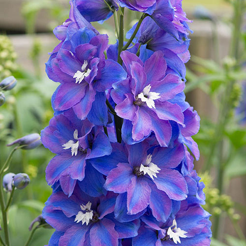 Delphinium Guardian Blue Delphinium Guardian Blue